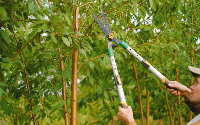Tree trimming in Randlett, UT